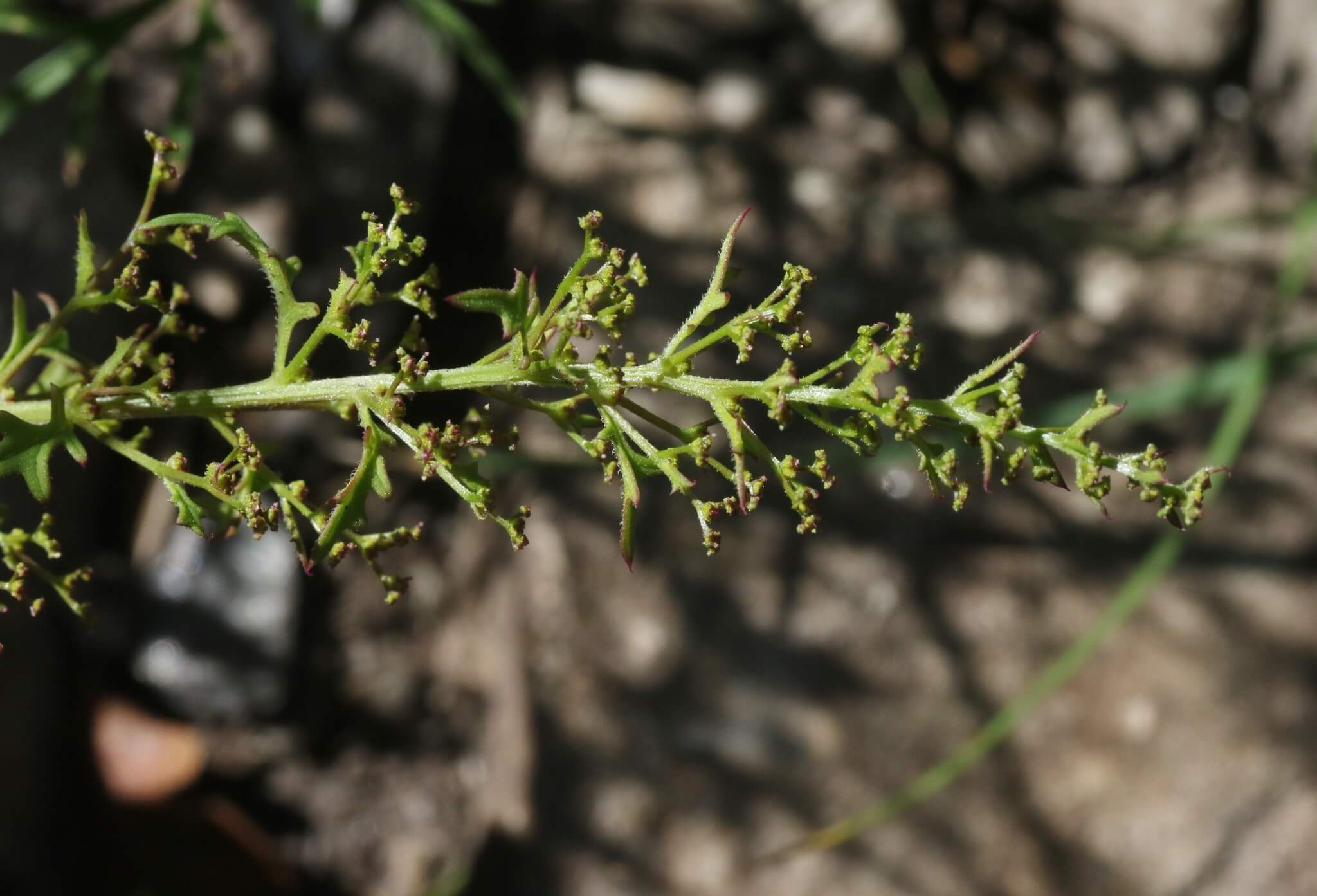 Dysphania graveolens